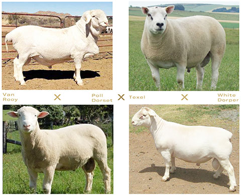 I[XgAEzCgEbAustralian White Lamb