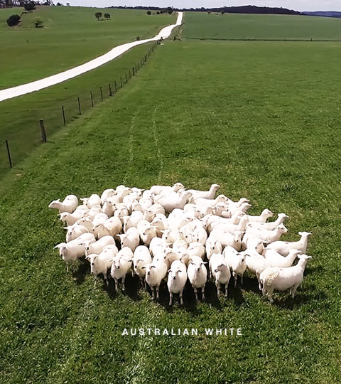 I[XgAEzCgEbAustralian White Lamb