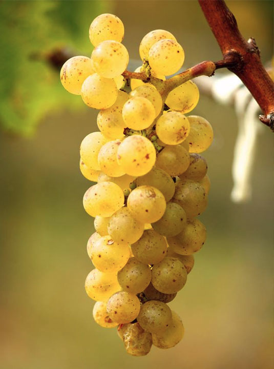 T nbv C | Sam Harrop Wine